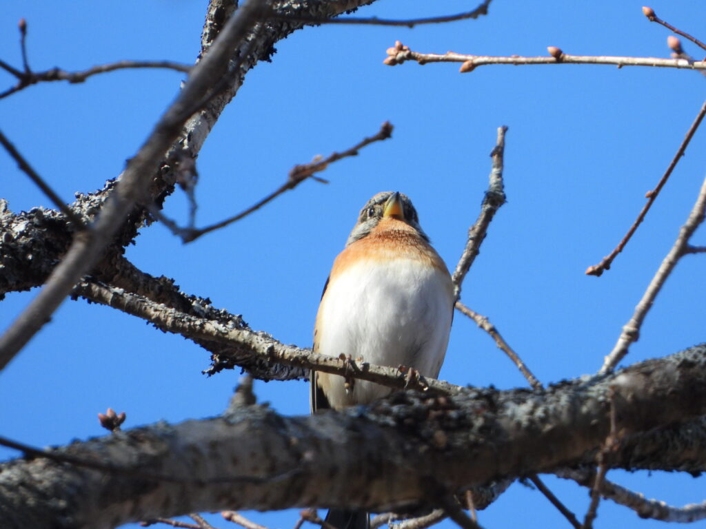 Brambling (Fringilla montifringilla) perched on a winter branch under a clear blue sky, Japan.