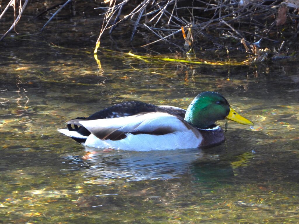 Male Mallard with a bright green head and yellow bill swimming in clear water.
