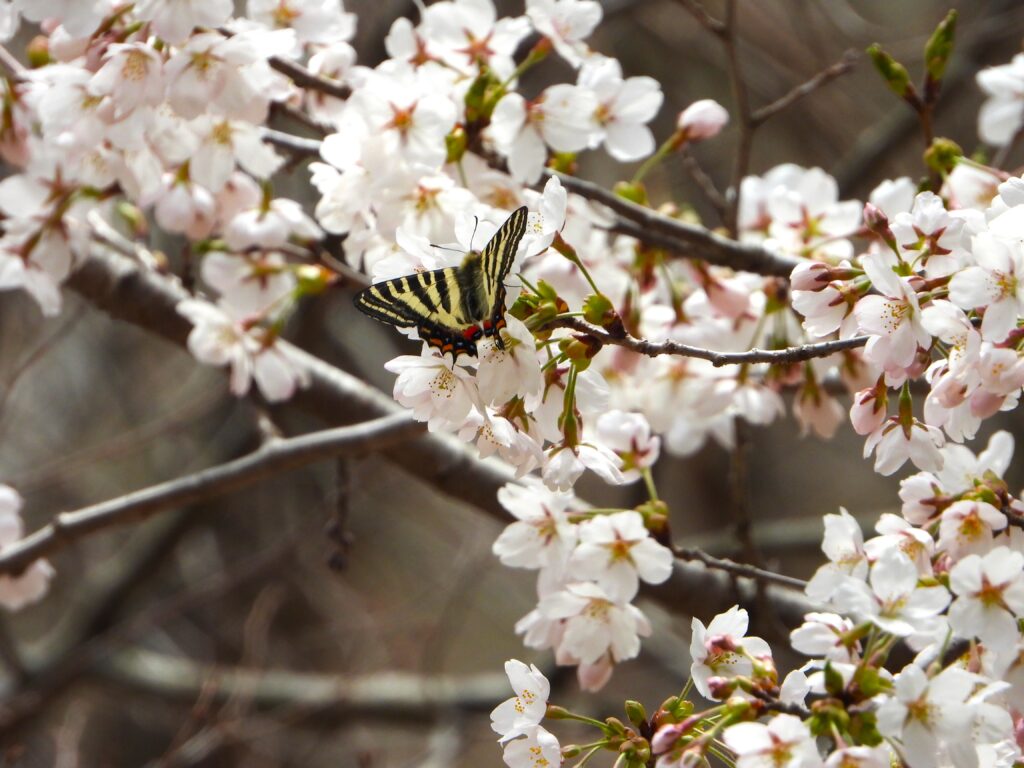 Japanese Luehdorfia (Luehdorfia japonica) feeding on cherry blossoms, an early-spring scene in Japan’s satoyama woodlands.