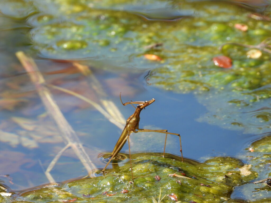 Water Scorpion (Ranatra chinensis) waiting motionless near the water surface, ready to ambush passing prey.