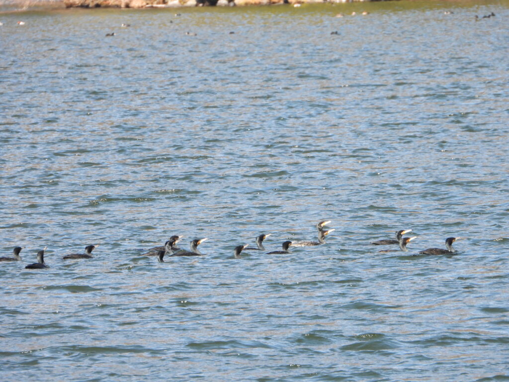A large flock of Great Cormorants swimming together on a calm lake in Japan