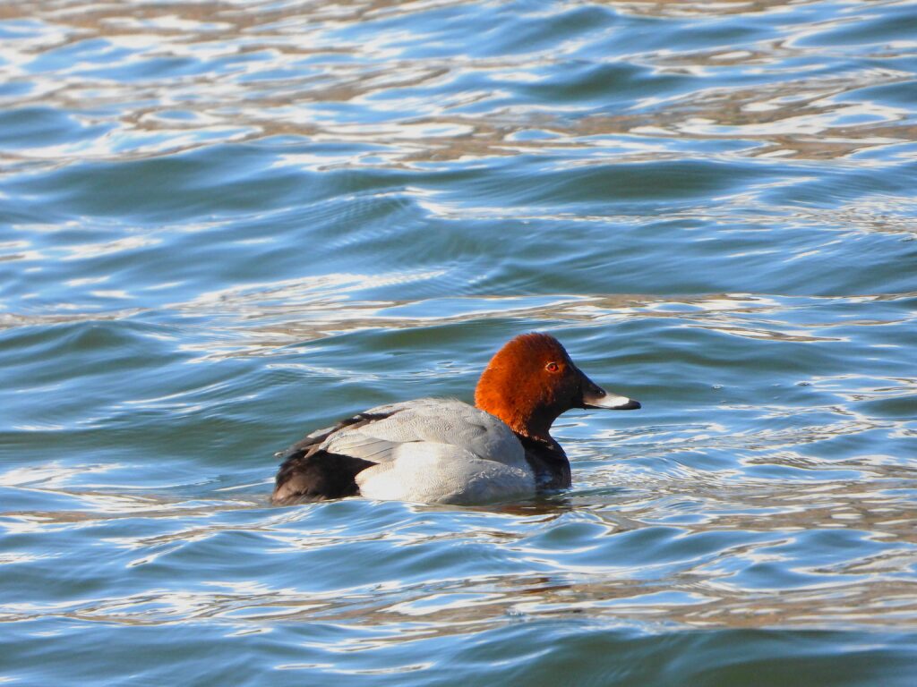 Male Common Pochard (Aythya ferina) with chestnut head and red eyes swimming on a lake in winter sunlight.