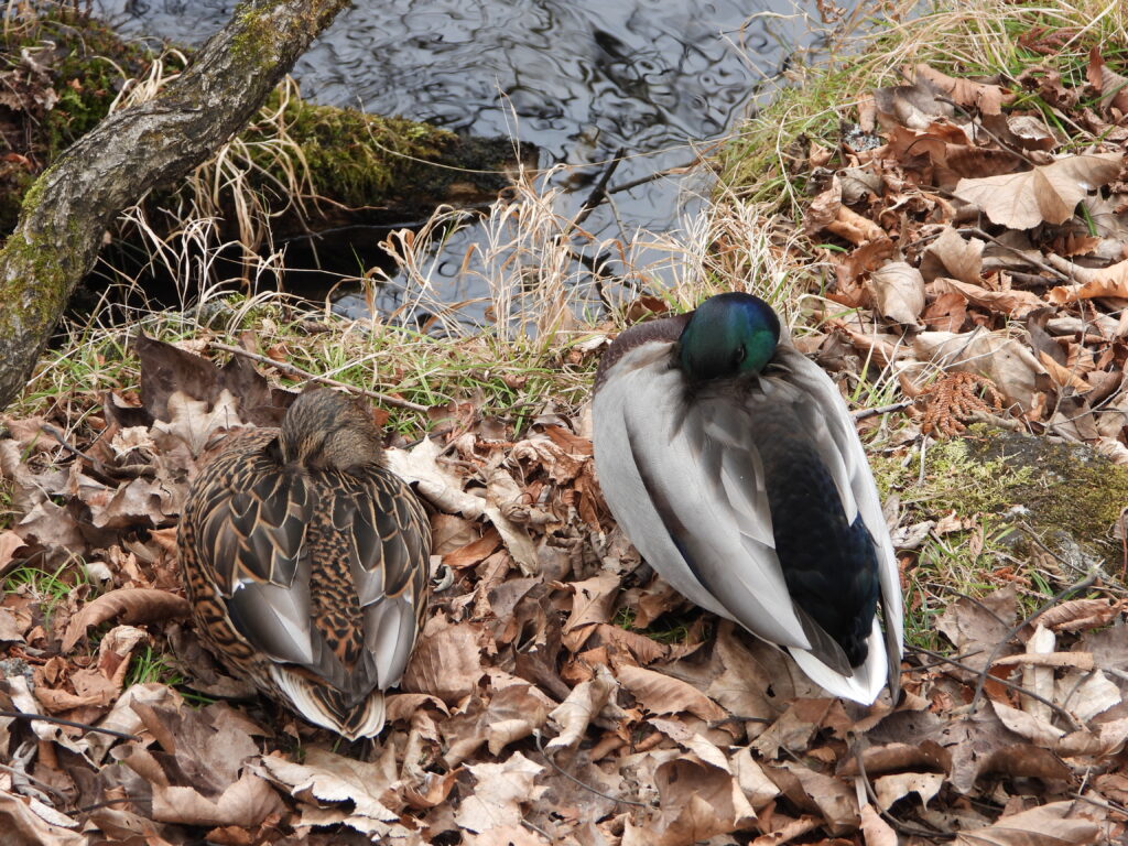 Male and female Mallards resting side by side on fallen leaves near a stream