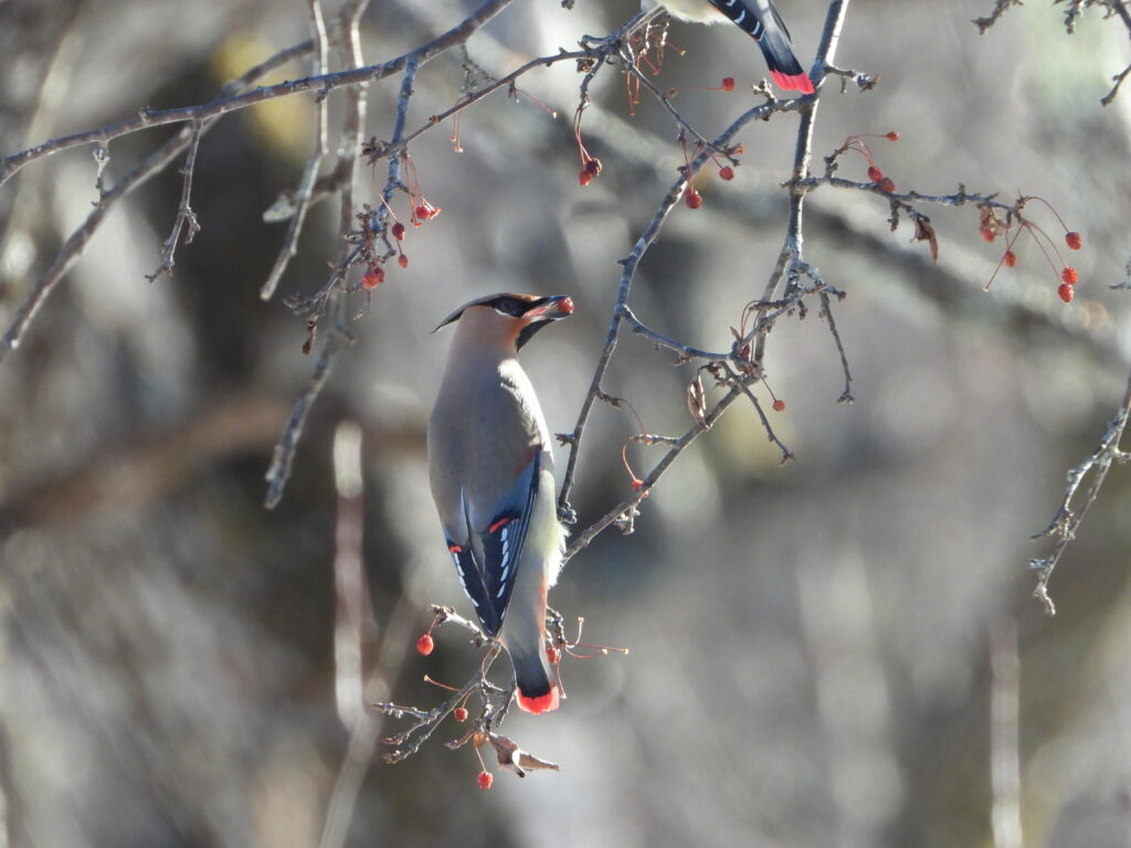 Japanese Waxwing feeding on berries among thin branches in winter sunlight, showing its sleek plumage and red tail tip.