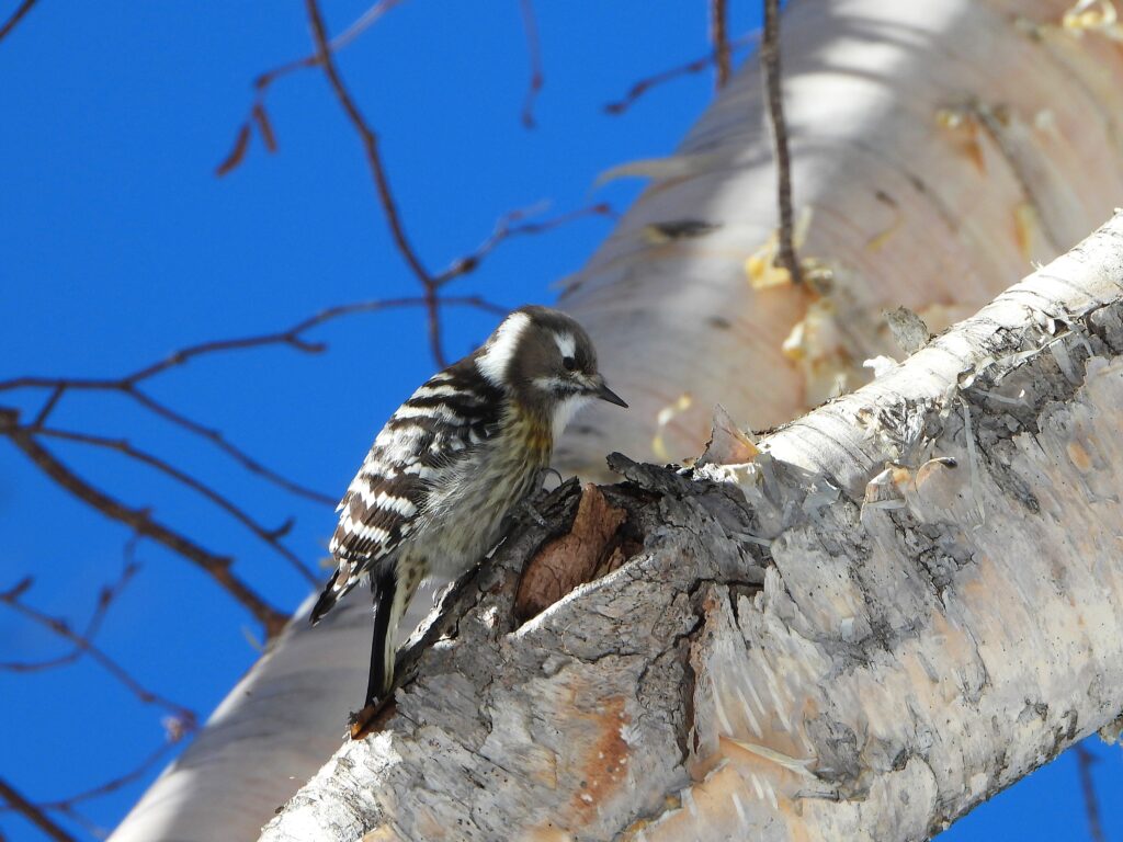 Japanese Pygmy Woodpecker (Yungipicus kizuki) perching on a birch tree trunk under a clear blue sky in Japan.