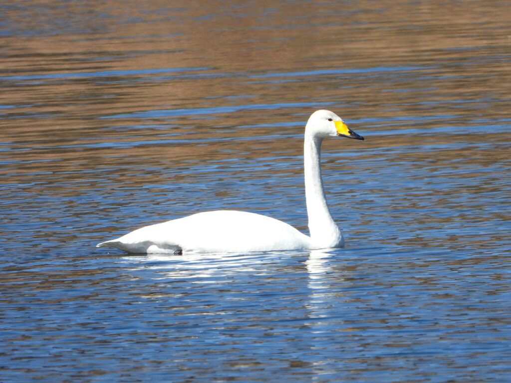 Whooper Swan (Cygnus cygnus) swimming on a calm winter lake in Japan, showing its long neck and triangular yellow bill pattern.
