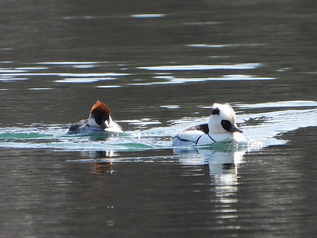 Male and female Smews swimming together on a calm winter lake in Japan; the male bright white with black mask, the female with chestnut head.