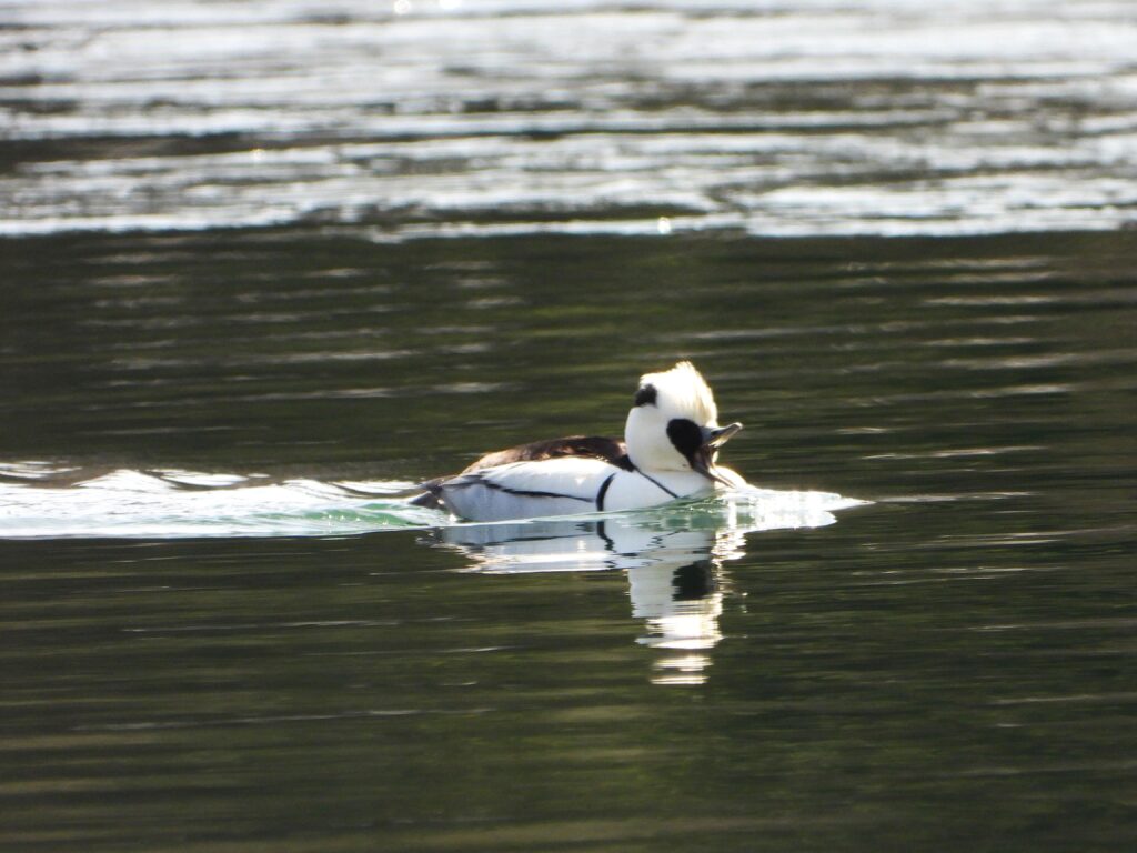 Male Smew with crisp white plumage and black markings gliding on reflective water surface.