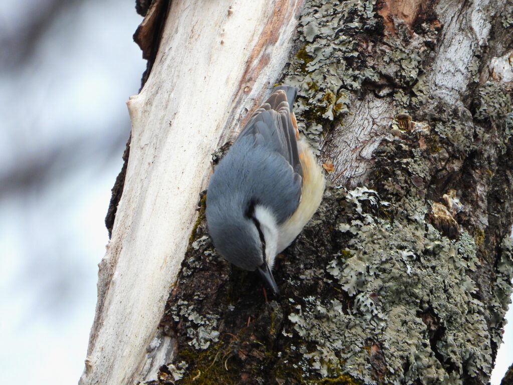 Eurasian Nuthatch (Sitta europaea clara) climbing head-first down a birch trunk in Hokkaido, Japan