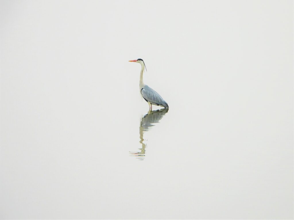 Grey Heron (Ardea cinerea jouyi) standing still in shallow water, with reflection on the calm surface in Japan.