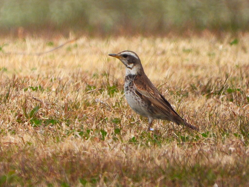 Dusky Thrush standing on dry grass, showing its white-spotted underparts and pale eyebrow
