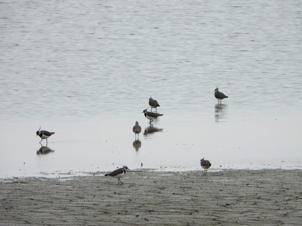 A small flock of Northern Lapwings standing and foraging on a shallow mudflat in Japan, reflected in calm water.