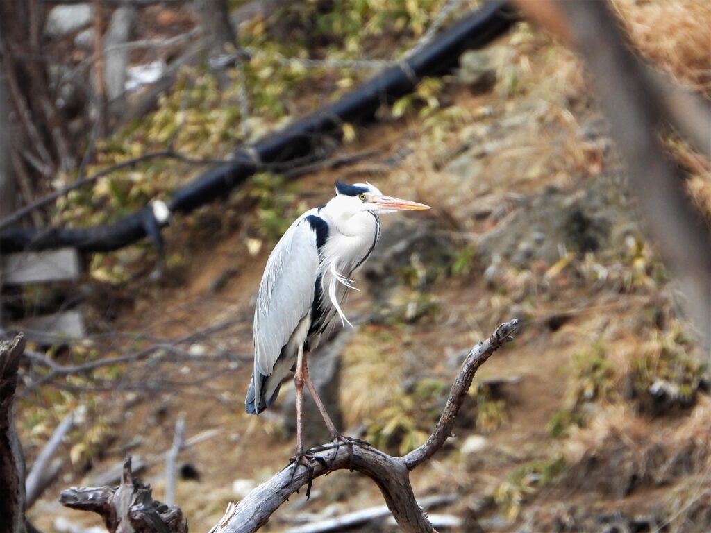 Grey Heron (Ardea cinerea jouyi) perched on a branch near a riverside habitat in Japan.