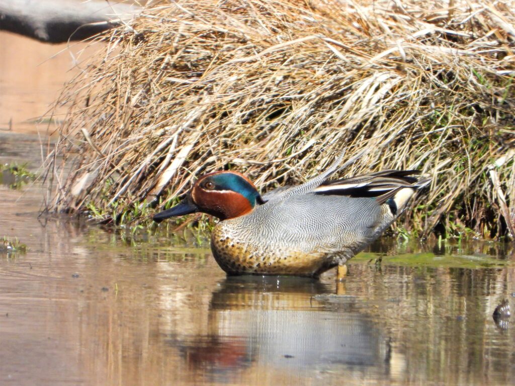 Male Eurasian Teal (Anas crecca) standing in shallow water, showing chestnut head and green eye-stripe. Photographed at Senjōgahara, Nikko.