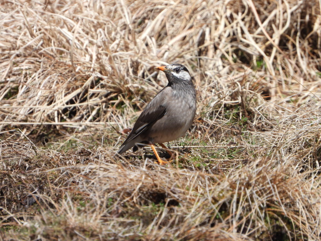 White-cheeked Starling (Spodiopsar cineraceus) standing on grassland in Japan
