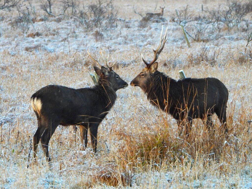 Two Ezo deer (Cervus nippon yesoensis) facing each other in a frosty grassland in Hokkaido, Japan, during the early winter season.