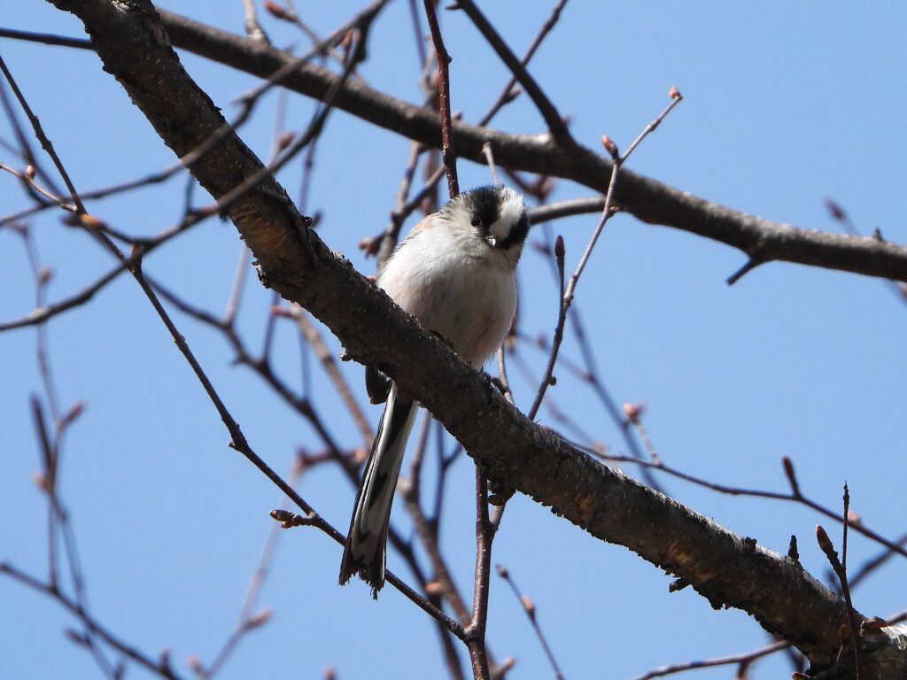 Long-tailed Tit perched on a bare tree branch, showing long tail and round body against blue sky