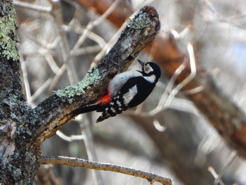 Great Spotted Woodpecker perched on a lichen-covered branch in Japan