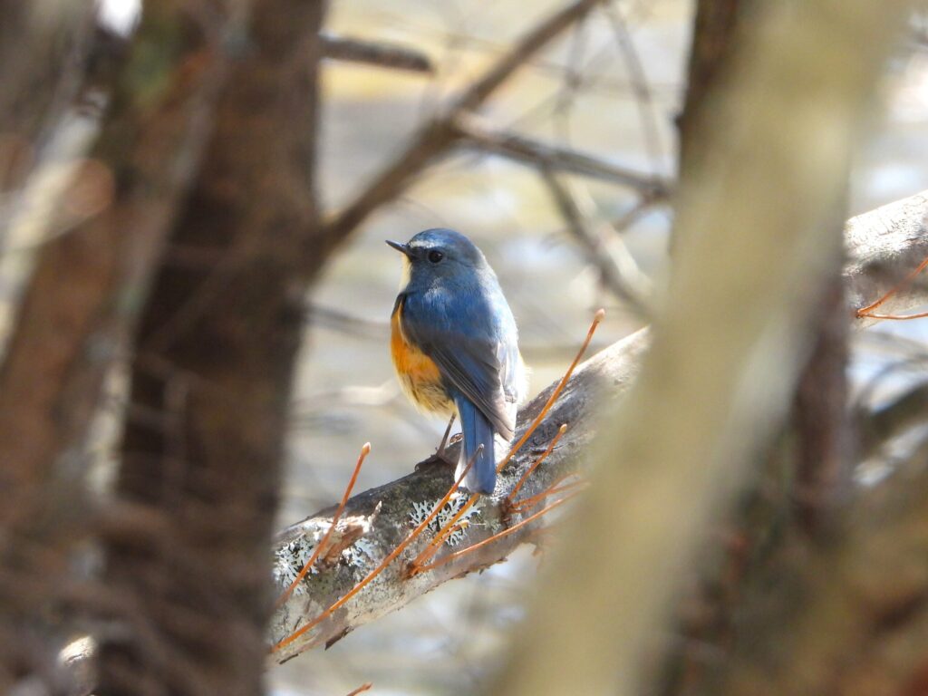 Red-flanked Bluetail (Tarsiger cyanurus) perching quietly on a branch in a mountain forest of Japan, showing its vivid blue and orange plumage.
