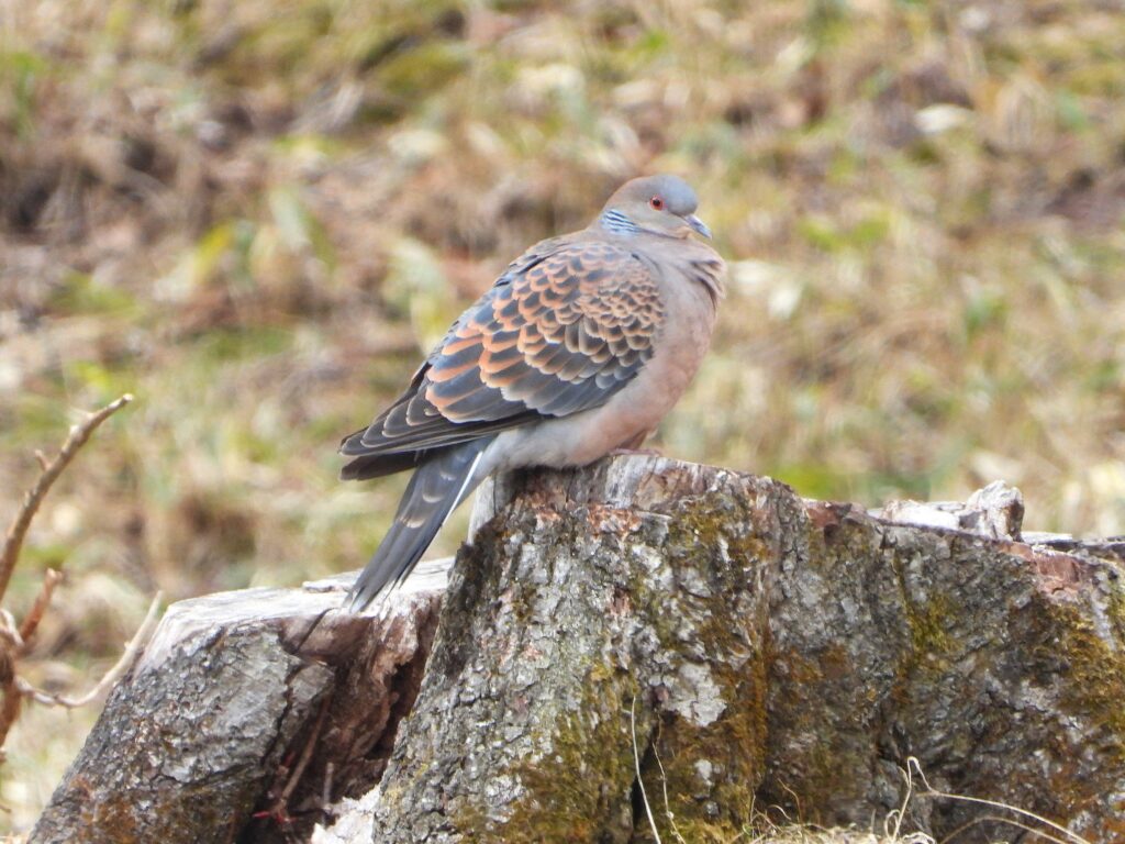 Oriental Turtle Dove perched on a tree stump, showing its patterned wings and reddish eyes in a natural habitat.