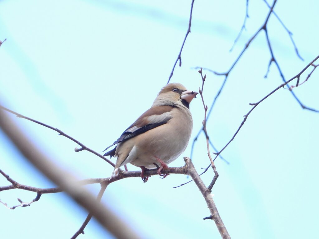 Eurasian Hawfinch sitting on a thin branch with pale background, highlighting its strong bill and brown plumage.
