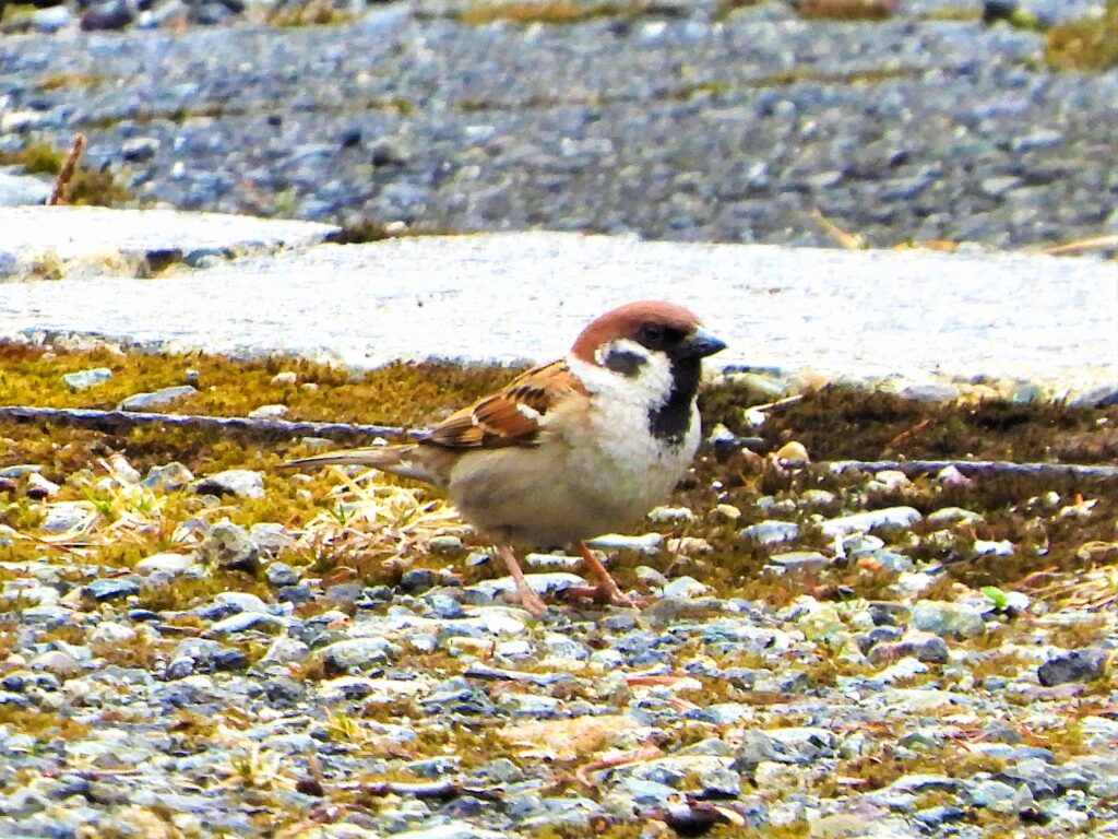 Eurasian Tree Sparrow (Suzume) standing on the ground in Japan, showing its chestnut crown and black bib.