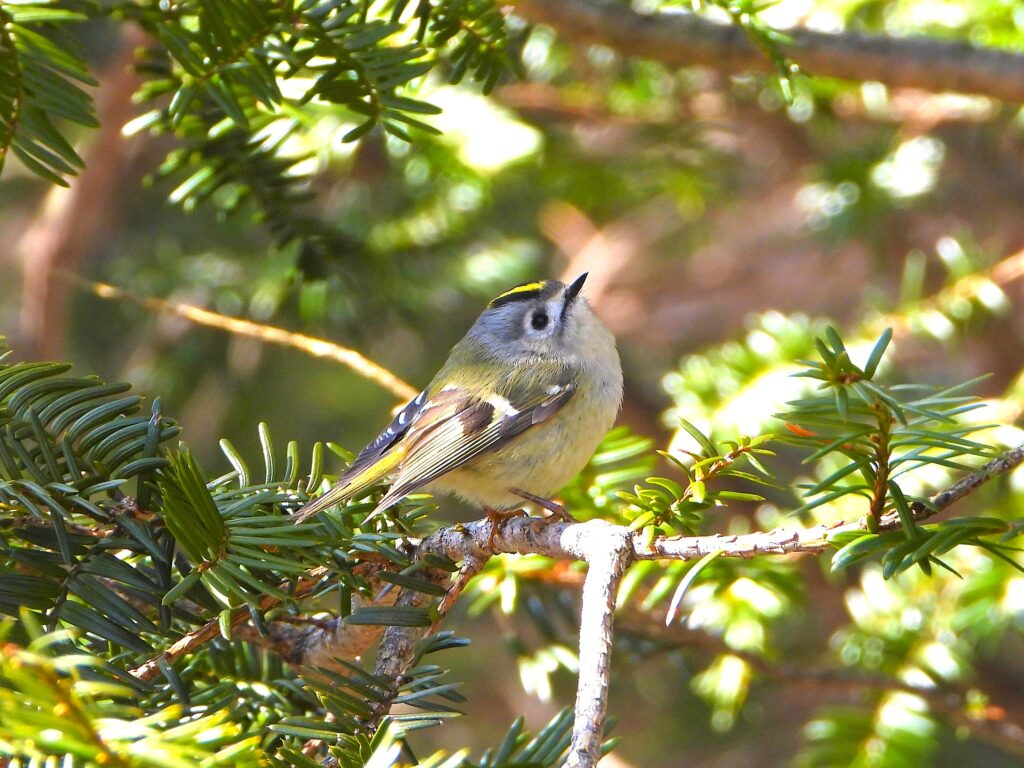 Goldcrest (Regulus regulus) perched on a conifer branch in a Japanese mountain forest, showing its yellow crown and olive-green plumage.