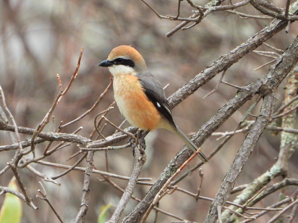 Bull-headed Shrike (Lanius bucephalus) perched on bare branches in early spring woodland, Japan.
