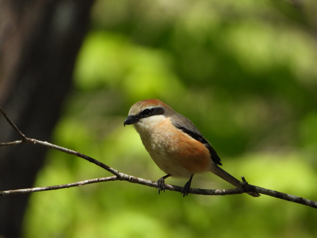 Bull-headed Shrike (Lanius bucephalus) perched on a thin branch with green forest background in Japan.