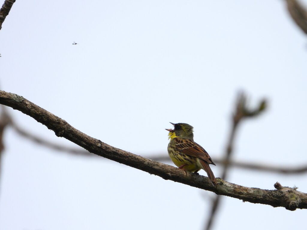 Male Black-faced Bunting singing from a tree branch in spring, displaying yellow underparts and dark mask.
