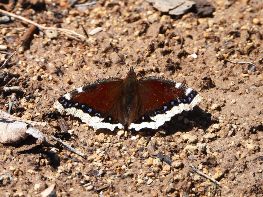 Mourning Cloak (Nymphalis antiopa) resting on the ground with wings fully spread, showing its dark maroon color, pale yellow border, and blue spots.