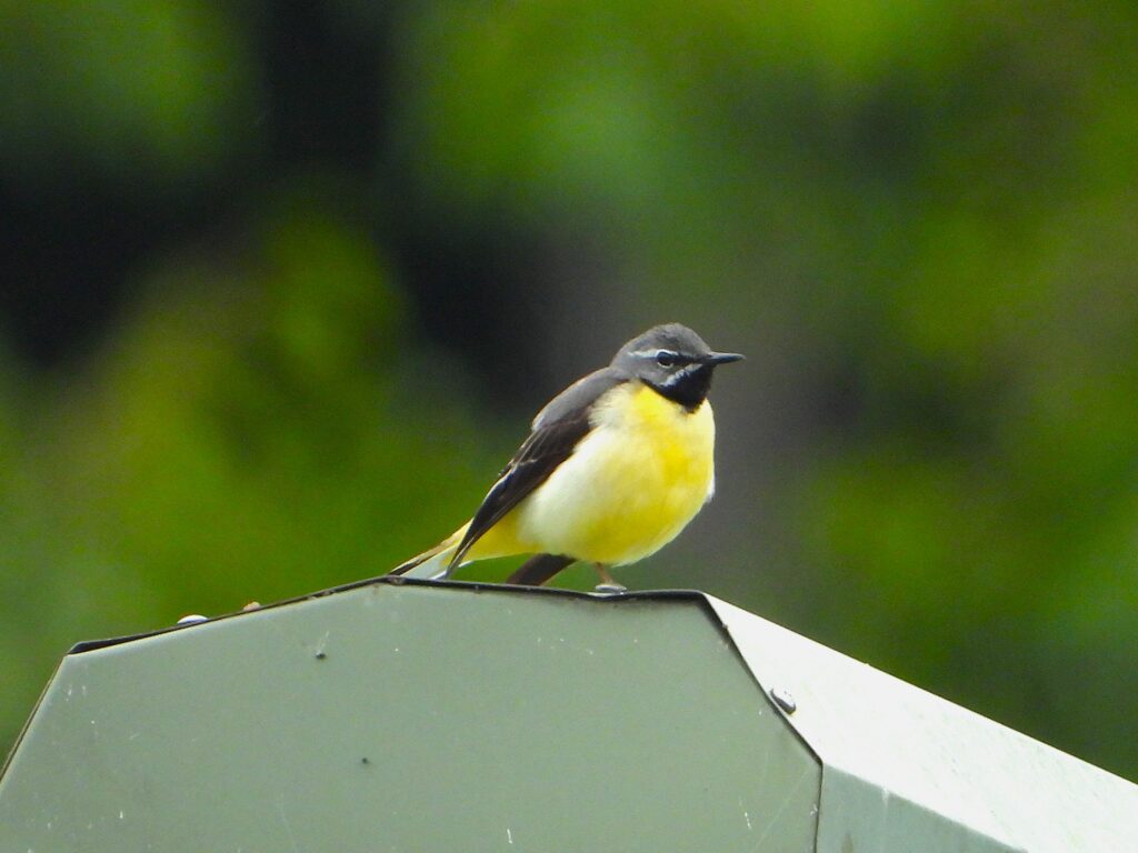 Grey Wagtail perched on a riverside structure, showing its bright yellow underparts and grey upperparts.