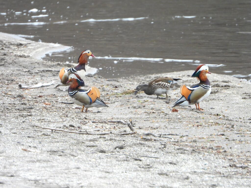 A small group of Mandarin Ducks, three colorful males and one female, standing on a riverbank in Japan.