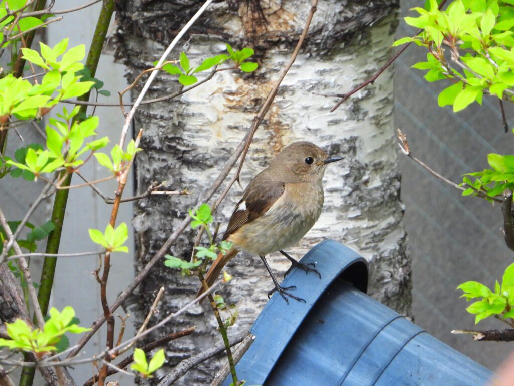 Female Daurian Redstart (Phoenicurus auroreus) perched near a birch tree with fresh green leaves, showing brownish plumage and pale orange underparts in spring in Japan.