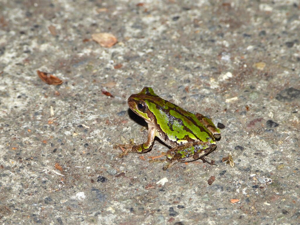 Eastern Japanese Tree Frog (Dryophytes leopardus) sitting quietly on a bed of moss among fallen leaves, showing its smooth green back and light underside.