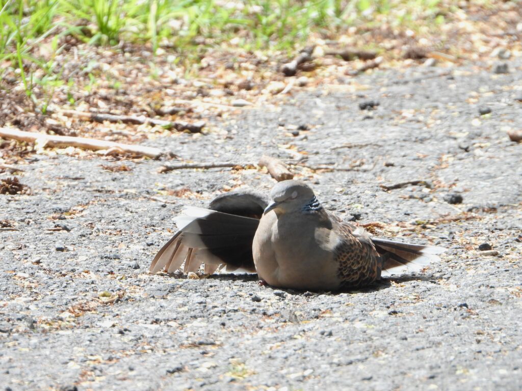 Oriental Turtle Dove sunbathing on the ground with wings spread, a typical behavior for maintaining feather condition.