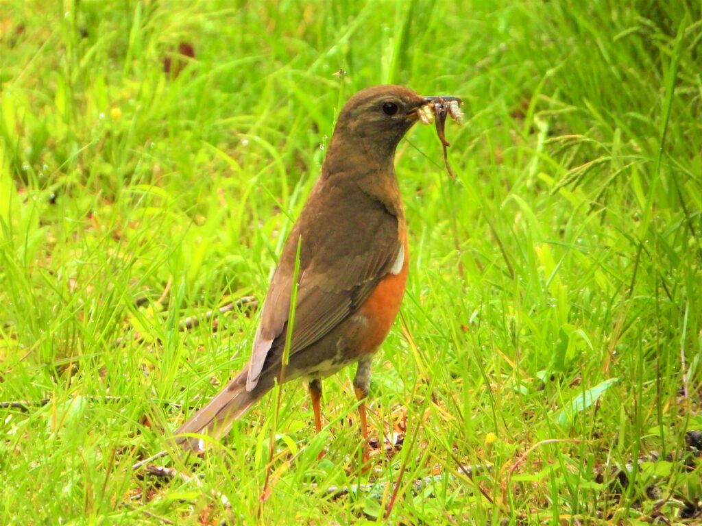 Brown-headed Thrush holding a beak full of earthworms while foraging on grassy ground in Japan.