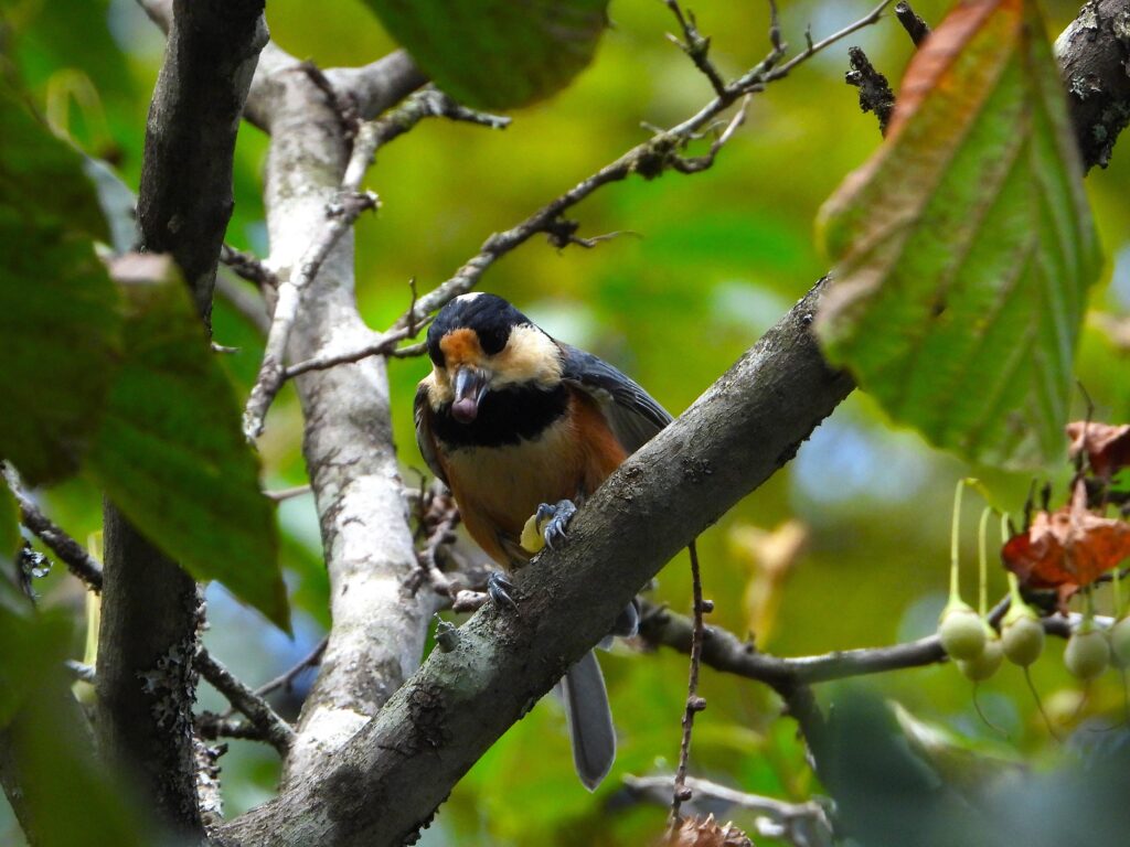 Varied Tit (Sittiparus varius) eating a Japanese snowbell (Egonoki) fruit in a forest.