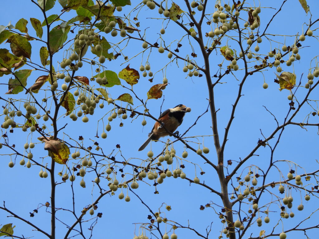 Varied Tit holding a Japanese snowbell fruit on a tall Egonoki tree under a clear blue sky.