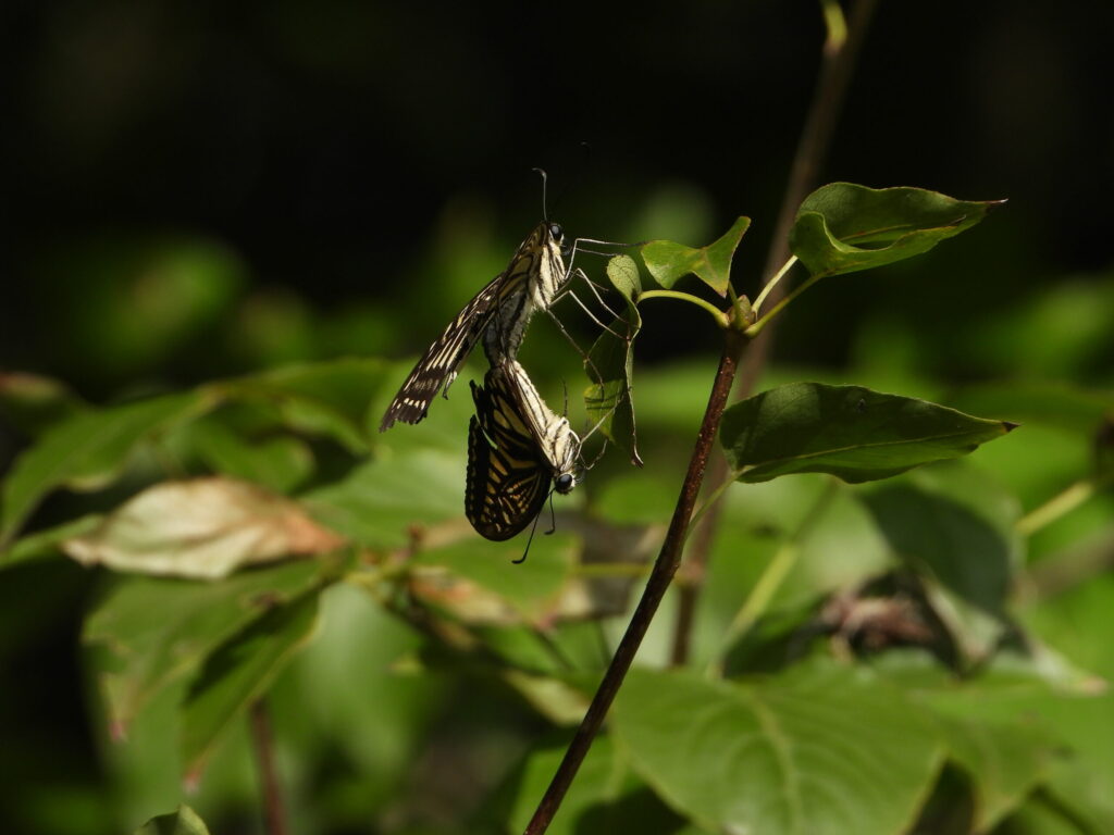 A pair of Asian Swallowtail butterflies (Papilio xuthus) hanging from green leaves during mating, captured in natural light within a forest environment.