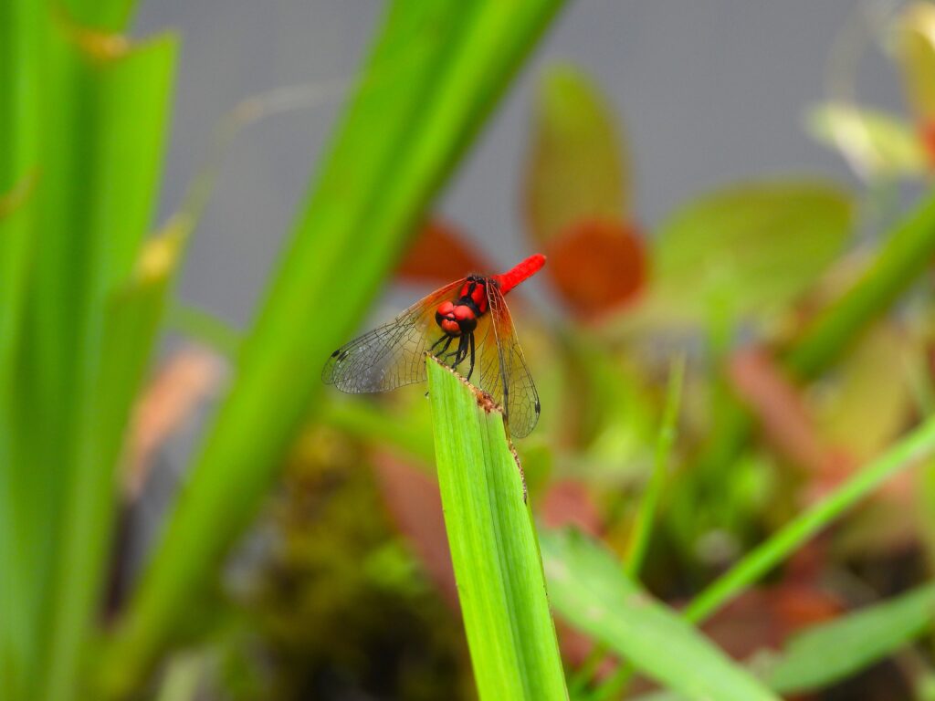 Front view of a male Scarlet Dwarf resting among bright green wetland plants.