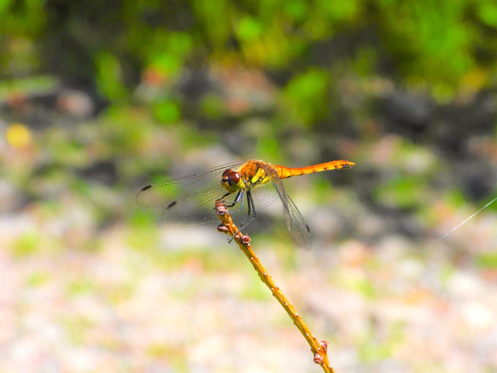 Mature male Autumn Darter (Sympetrum frequens) perched on a twig, showing its bright red abdomen under autumn sunlight.