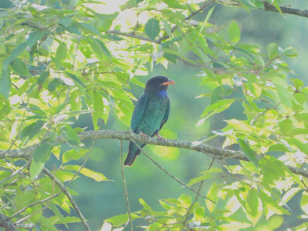 An Oriental Dollarbird (Eurystomus orientalis) perched on a tree branch in early summer sunlight, showing its glossy blue-green plumage and bright orange bill.