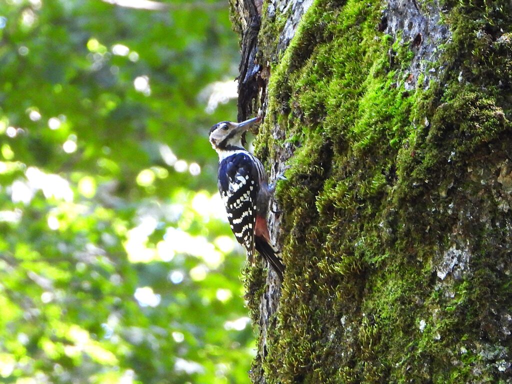 White-backed Woodpecker in Japan clinging to a mossy tree trunk