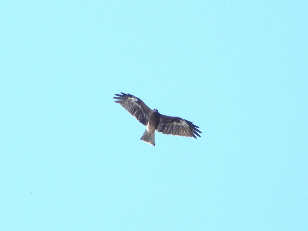 Black Kite (Tobi) soaring with slightly forked tail and pale wing panels visible, Japan