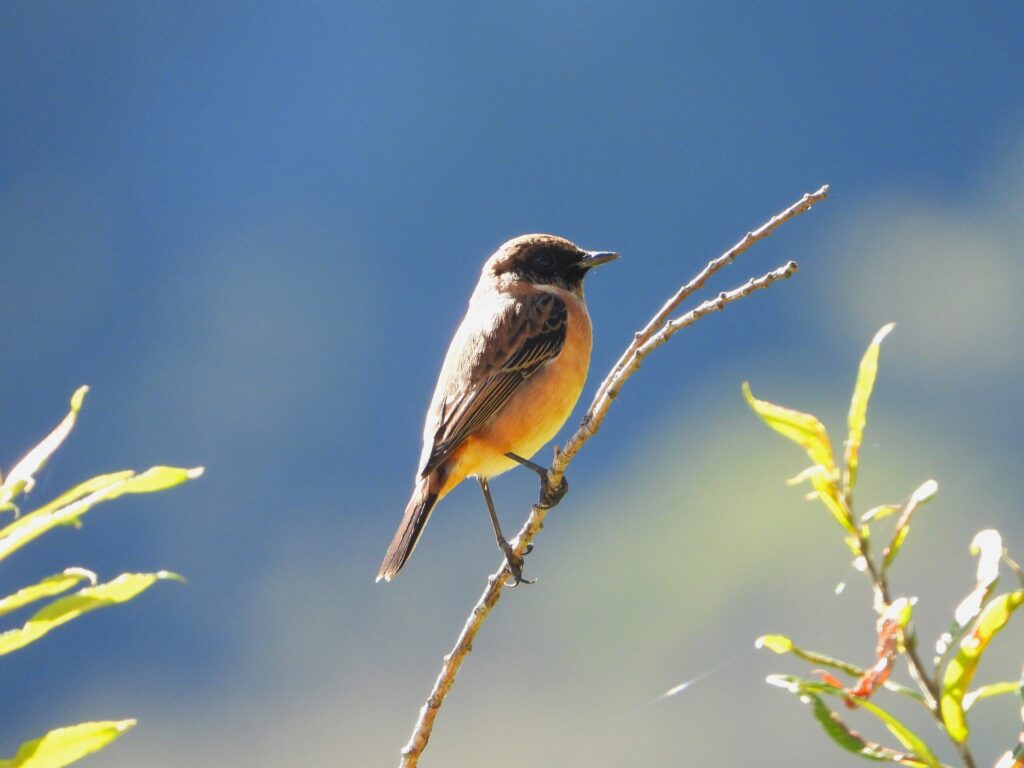 A female Siberian Stonechat (Saxicola stejnegeri) perched on a slender branch in a bright open grassland, showing its orange chest and brownish plumage against a soft blue background.