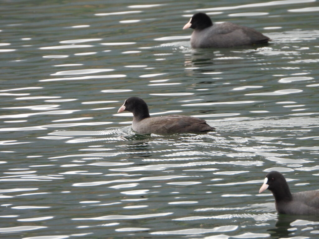 Three Eurasian Coots swimming together on calm water, showing their white frontal shields and dark plumage.