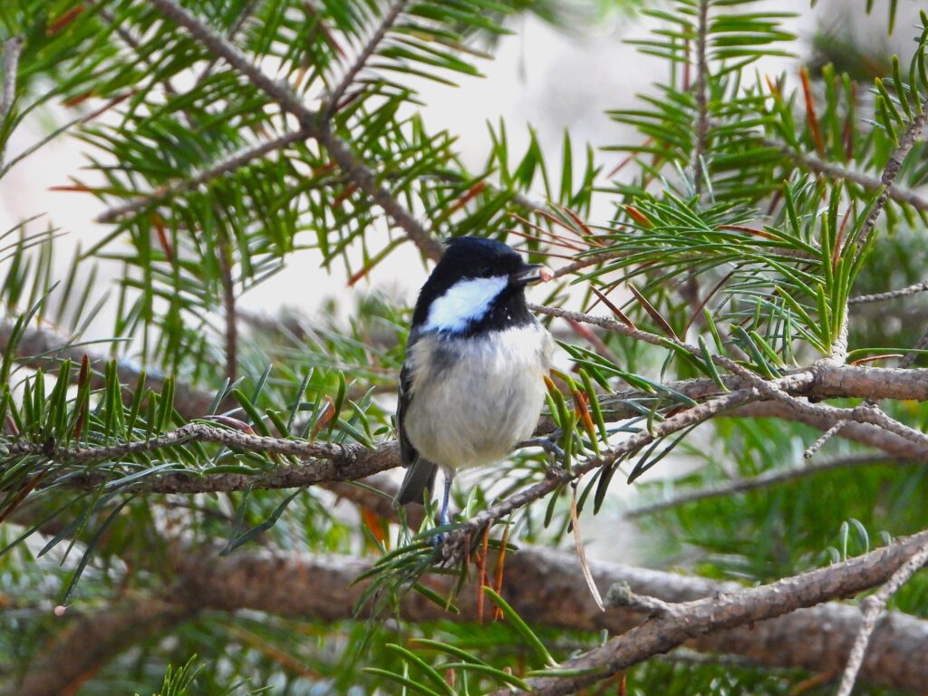 Coal Tit (Periparus ater) perched on a fir branch, showing white nape patch and black head – Japan wildlife.