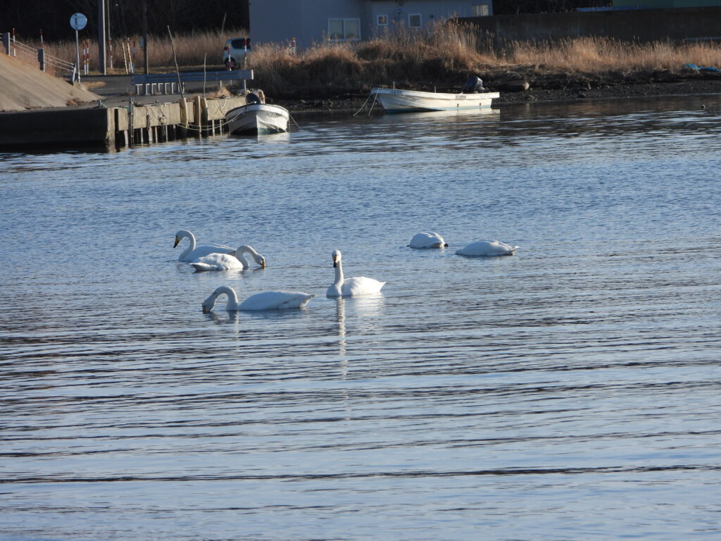 Flock of Whooper Swans feeding and resting on a northern Japanese lake in winter, with boats and reeds in the background.