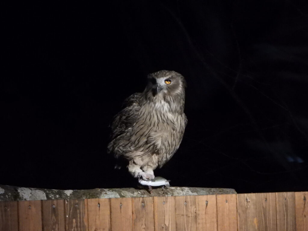 Blakiston’s Fish Owl (Ketupa blakistoni) perched on a wooden fence at night, holding a fish in its talons in eastern Hokkaidō, Japan.